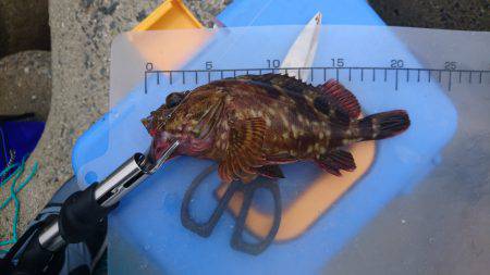 ショアジギング