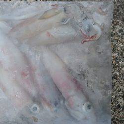 ケンサキイカ渋い