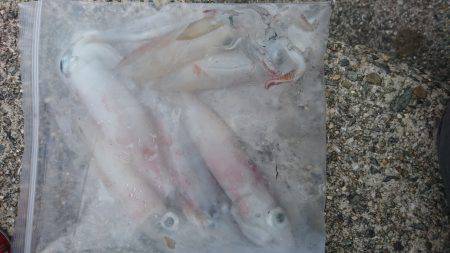 ケンサキイカ渋い