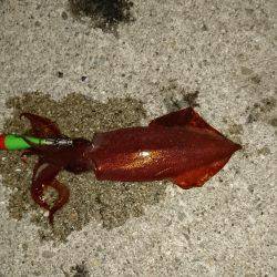 短時間ケンサキ