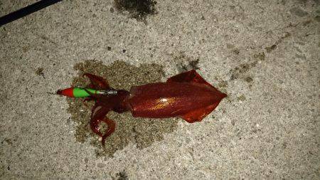 短時間ケンサキ