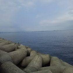 貝塚人工島でアオリイカ新子1杯Get