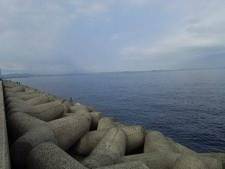 貝塚人工島でアオリイカ新子1杯Get