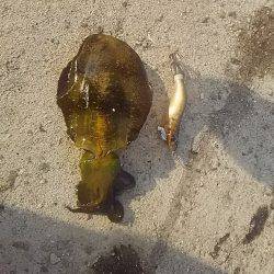 貝塚人工島でアオリ新子9杯get