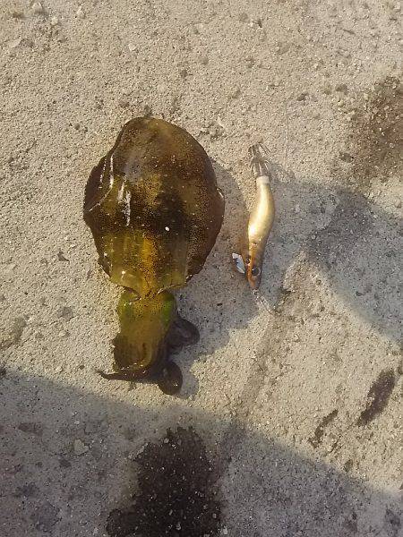 貝塚人工島でアオリ新子9杯get