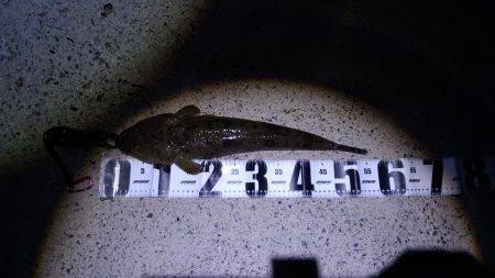 河芸　ナイトサーフ