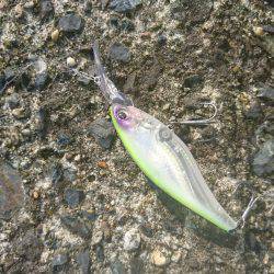 チヌ狙いにヒラメ(笑)