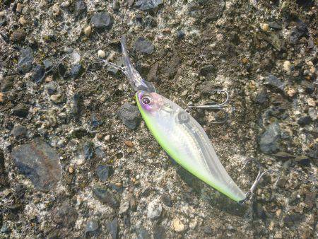 チヌ狙いにヒラメ(笑)