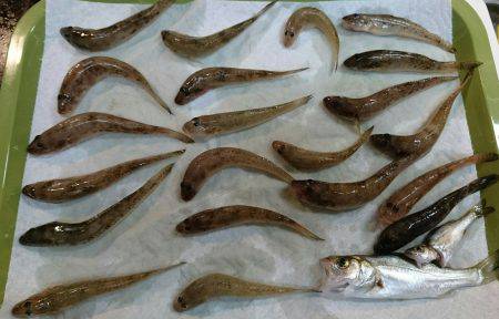 淀川ハゼ好調？