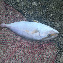 トップでシオ！