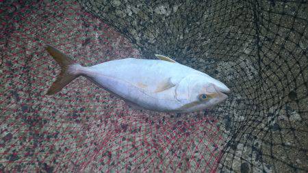 トップでシオ！