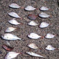 フグを避けながらの五目釣り