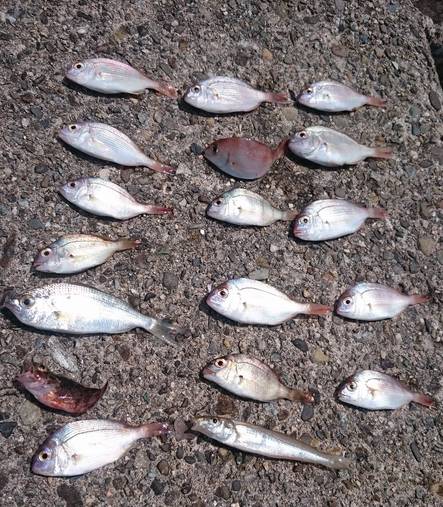 フグを避けながらの五目釣り