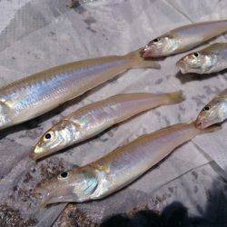 キスリベンジ＆マゴチ！