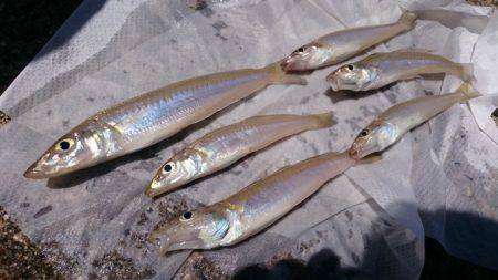 キスリベンジ＆マゴチ！