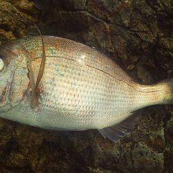 安定のサンバソウ