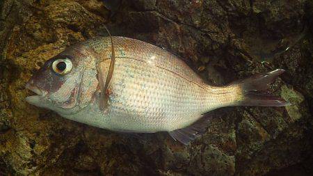 安定のサンバソウ