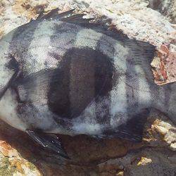 アコウゲット!!!