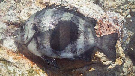 アコウゲット!!!