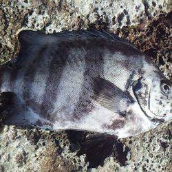 小さな青物回遊中