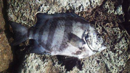 小さな青物回遊中