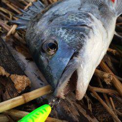 久々のチヌポップ