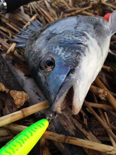 久々のチヌポップ