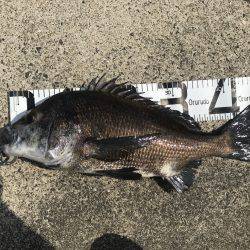 ヘダイが釣れてます!