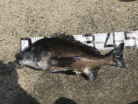 ヘダイが釣れてます!