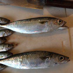 投げサビキ釣り