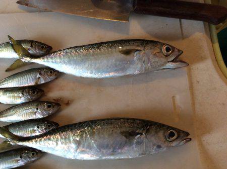 投げサビキ釣り