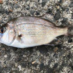 昨日の今日で…。