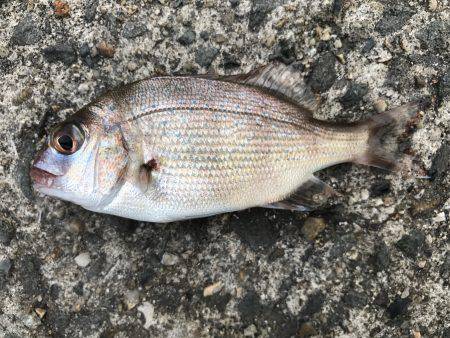 昨日の今日で…。