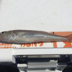 前回と同じポイントでキス釣り