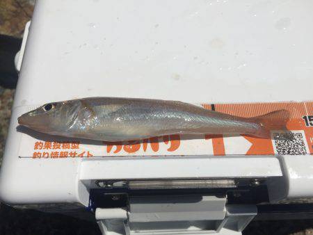 前回と同じポイントでキス釣り