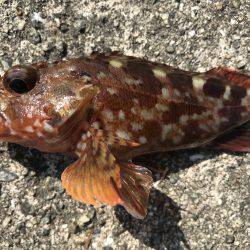 ロックフィッシュは最高‼️