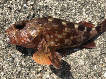 ロックフィッシュは最高‼️