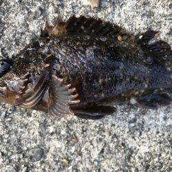 なぜか大漁⁉️