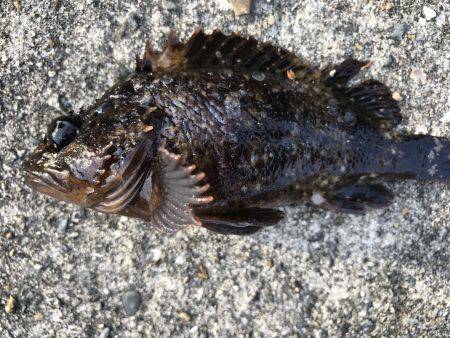 なぜか大漁⁉️