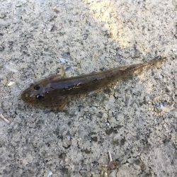 千種川河口で手長エビ釣り