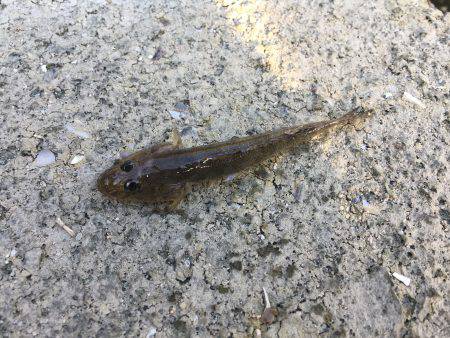 千種川河口で手長エビ釣り