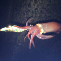 ケンサキイカと新子調査