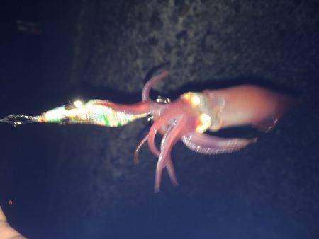 ケンサキイカと新子調査