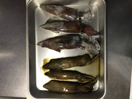 イカ釣りリベンジ