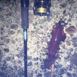 ケンサキとアオリイカ新子