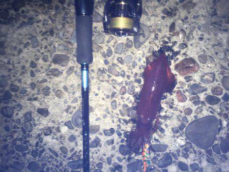 ケンサキとアオリイカ新子