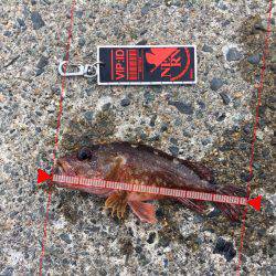 ロックフィッシュのはずが、、、、、