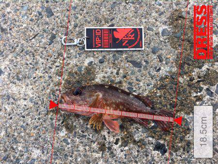 ロックフィッシュのはずが、、、、、