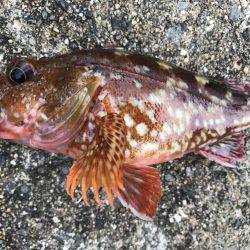 なぜか大漁⁉️2