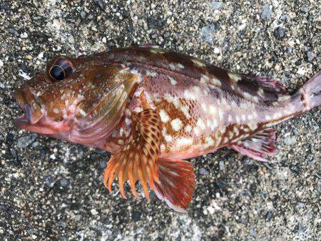 なぜか大漁⁉️2